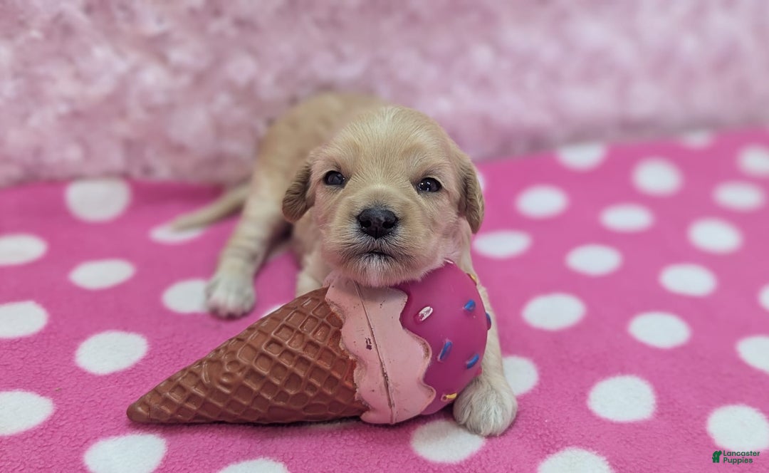 Cockapoo dogs for sale: Nadine - Image 8