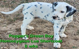 Dalmatian dogs for sale: Peppers Green Boy - Image 3