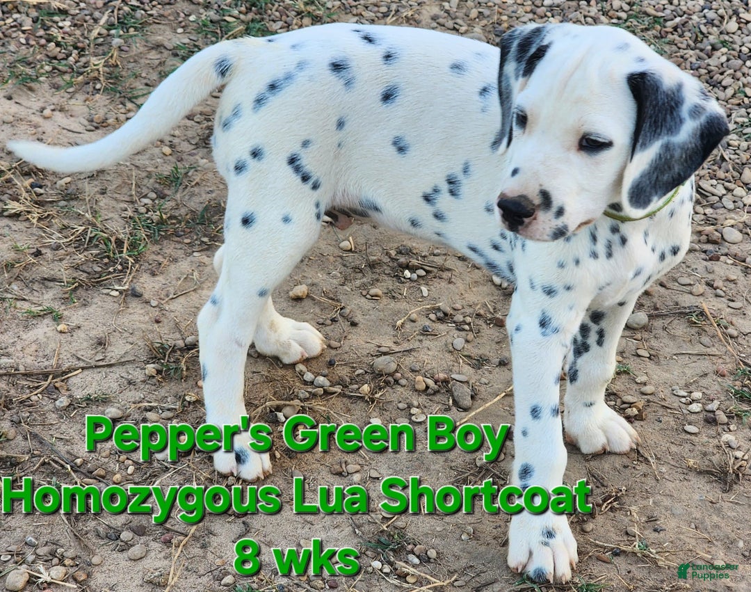 Dalmatian dogs for sale: Peppers Green Boy - Image 3