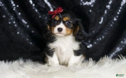 Cavalier King Charles Spaniel dogs for sale: Tiana - Image 4
