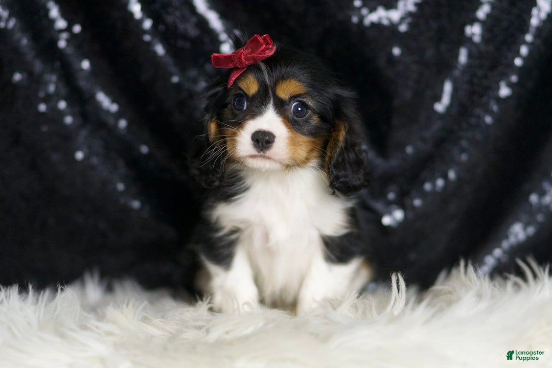 Cavalier King Charles Spaniel dogs for sale: Tiana - Image 4