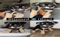 Siberian Husky dogs for sale: Siberian Husky 7 puppies - Image 5