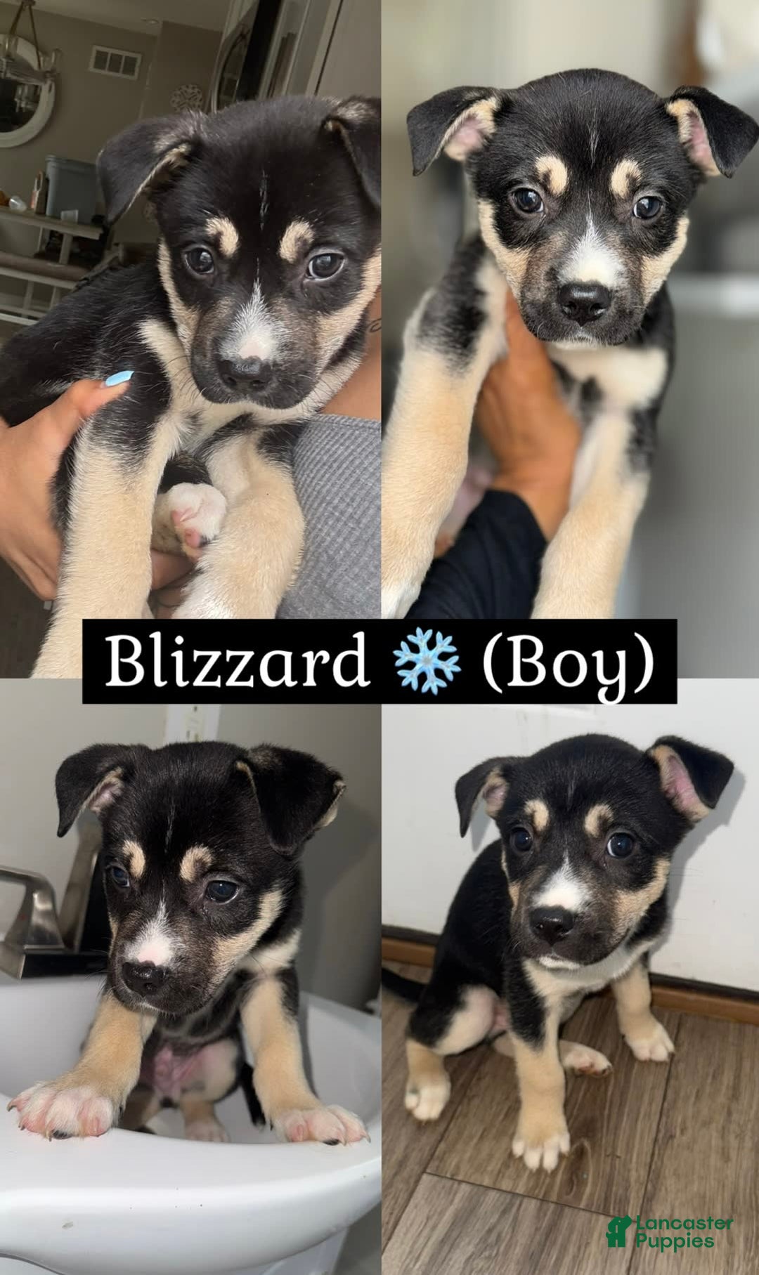Siberian Husky dogs for sale: Siberian Husky 7 puppies - Image 5
