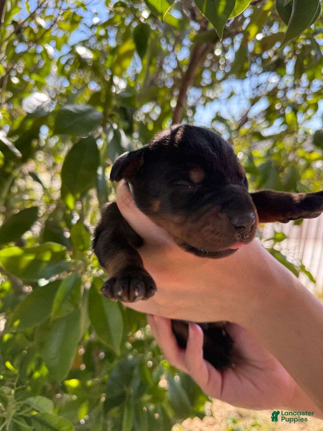 Doberman Pinscher dogs for sale: Green Collar - Image 11