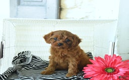 Cavapoo dogs for sale: Nova - Image 5