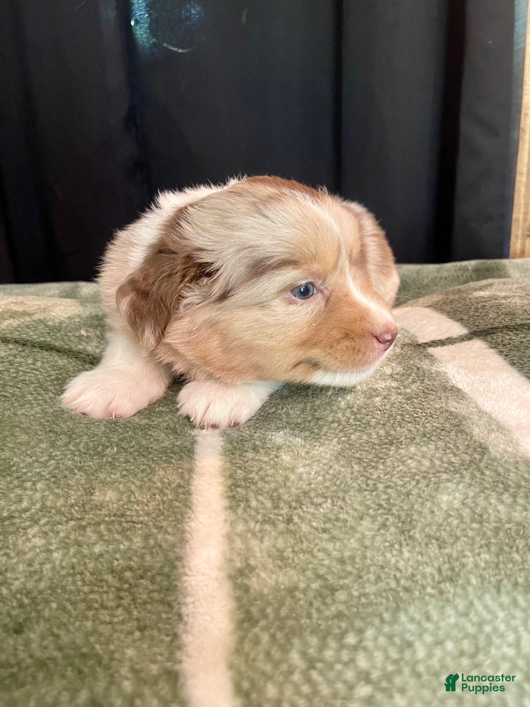 Australian Shepherd dogs for sale: Skipper - Image 2