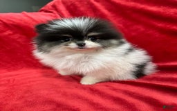Pomeranian dogs for sale: Minnie - Image 6