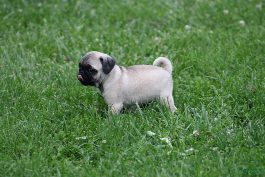 Pug dogs for sale: Galen - Image 10