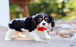 Cavalier King Charles Spaniel dogs for sale: Tucker - Image 5