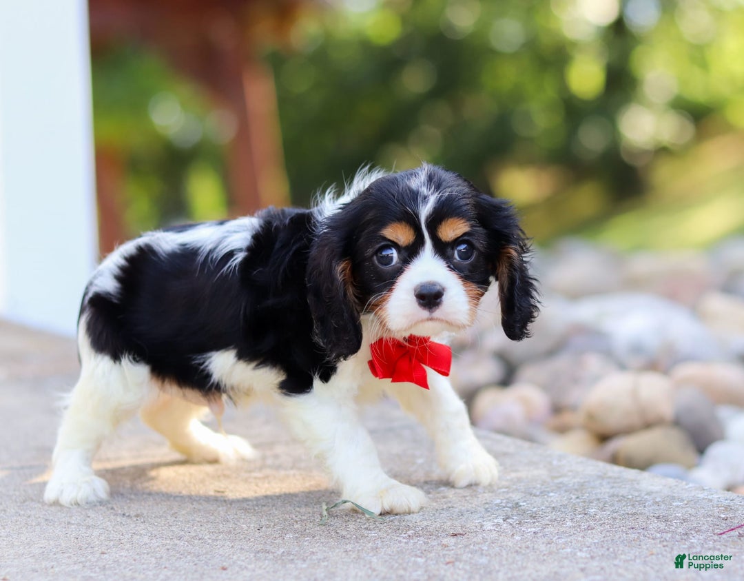 Cavalier King Charles Spaniel dogs for sale: Tucker - Image 5
