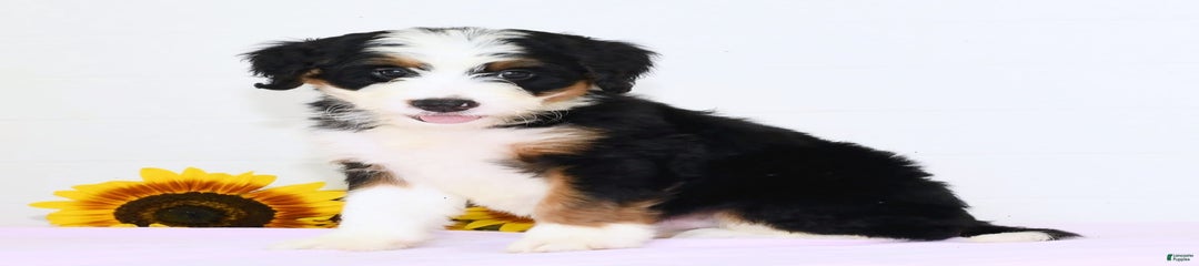 Ben