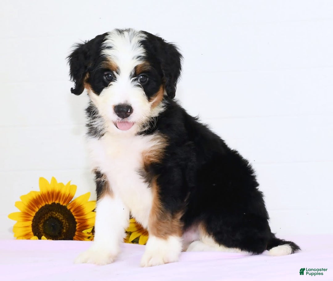 Mini Bernedoodle dogs for sale: Ben - Image 3