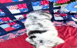 Australian Shepherd dogs for sale: Scout - Image 1