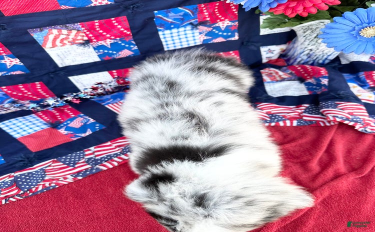 Australian Shepherd dogs for sale - Ad 1
