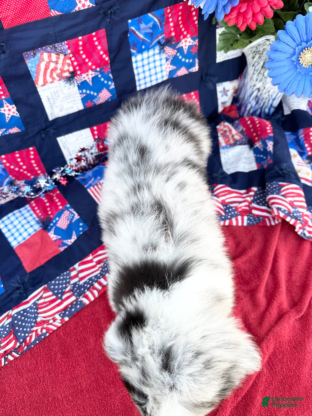 Australian Shepherd dogs for sale: Scout - Image 1