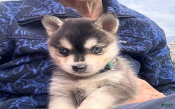 Alaskan Klee Kai dogs for sale: Blue Adam - Image 7