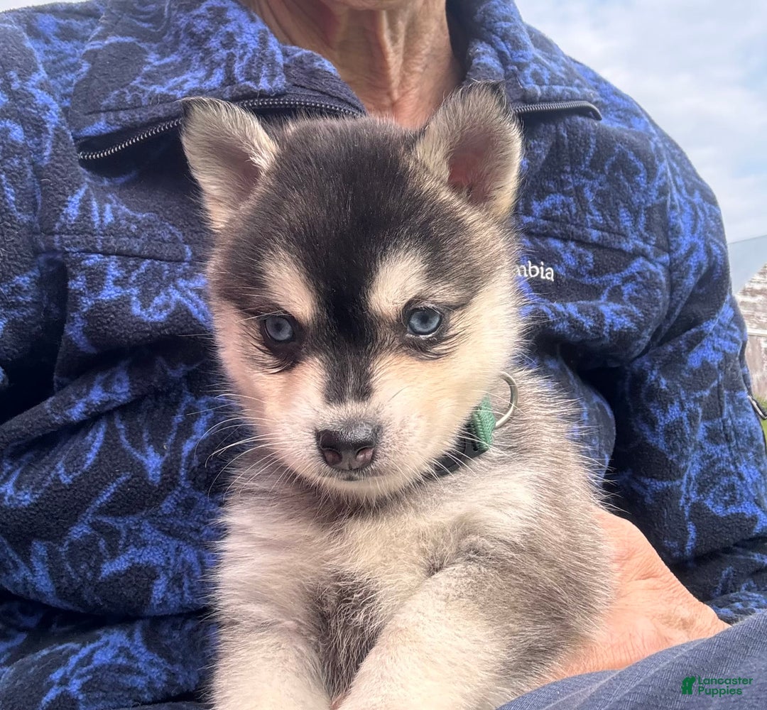 Alaskan Klee Kai dogs for sale: Blue Adam - Image 7