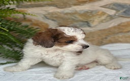 Mini Aussiedoodle dogs for sale: Romeo - Image 2