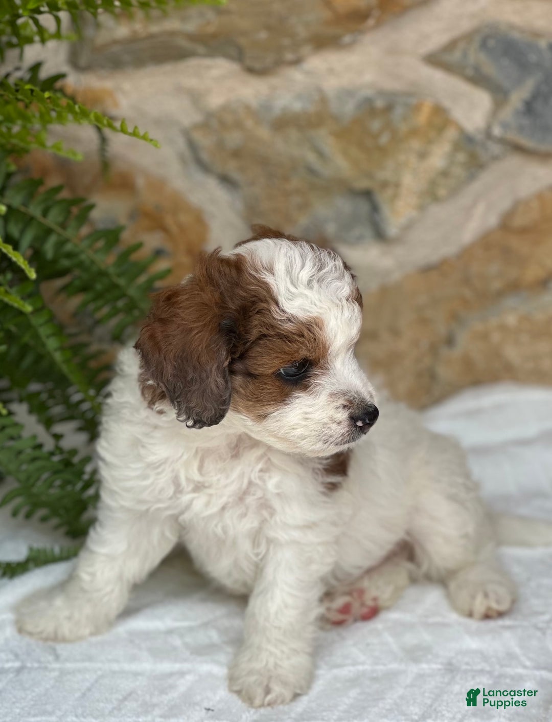 Mini Aussiedoodle dogs for sale: Romeo - Image 2