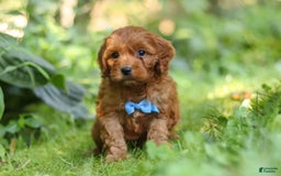 Cavapoo dogs for sale: Jude - Image 1