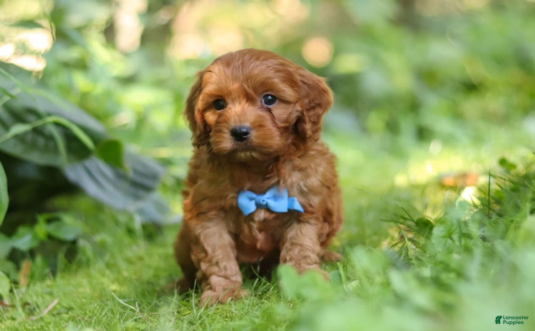 Cavapoo dogs for sale - Ad 5