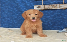 Goldendoodle dogs for sale: Lora - Image 1