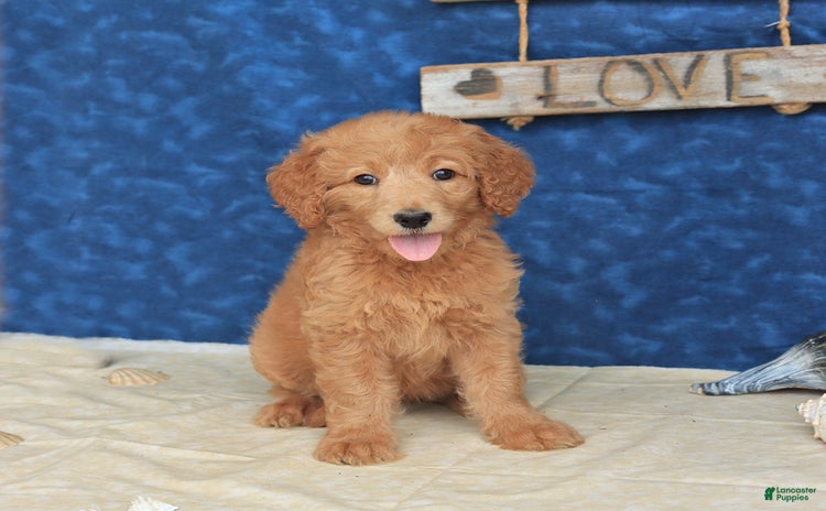 Goldendoodle dogs for sale - Ad 2