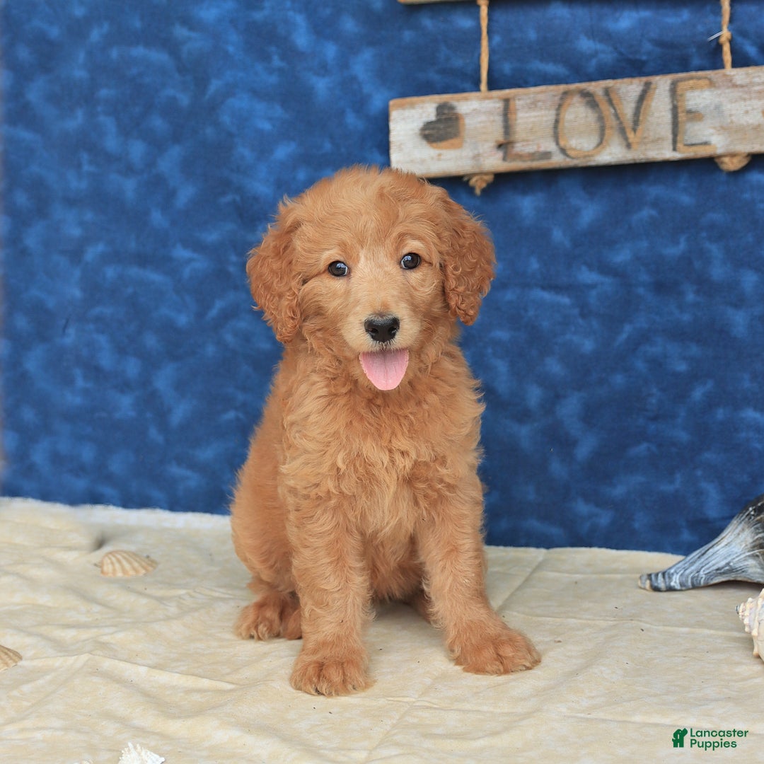 Goldendoodle dogs for sale: Lora - Image 1
