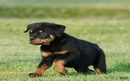 Rottweiler dogs for sale: Shadow - Image 2