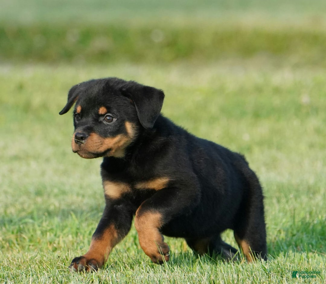 Rottweiler dogs for sale: Shadow - Image 2