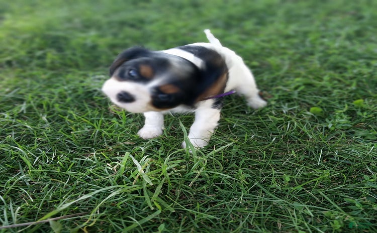 Cockalier dogs for sale - Ad 1