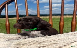German Shorthaired Pointer dogs for sale: Rowdy - Image 1