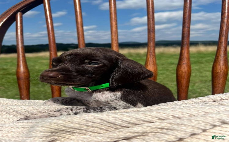 German Shorthaired Pointer dogs for sale - Ad 1