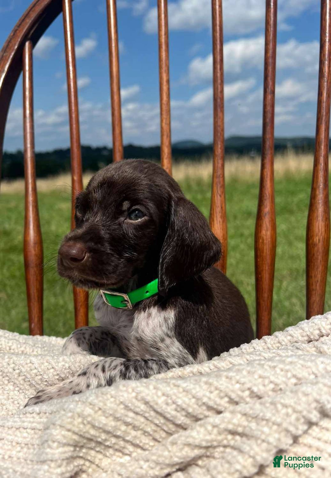 German Shorthaired Pointer dogs for sale: Rowdy - Image 1