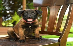 Belgian Malinois dogs for sale: Amber - Image 2