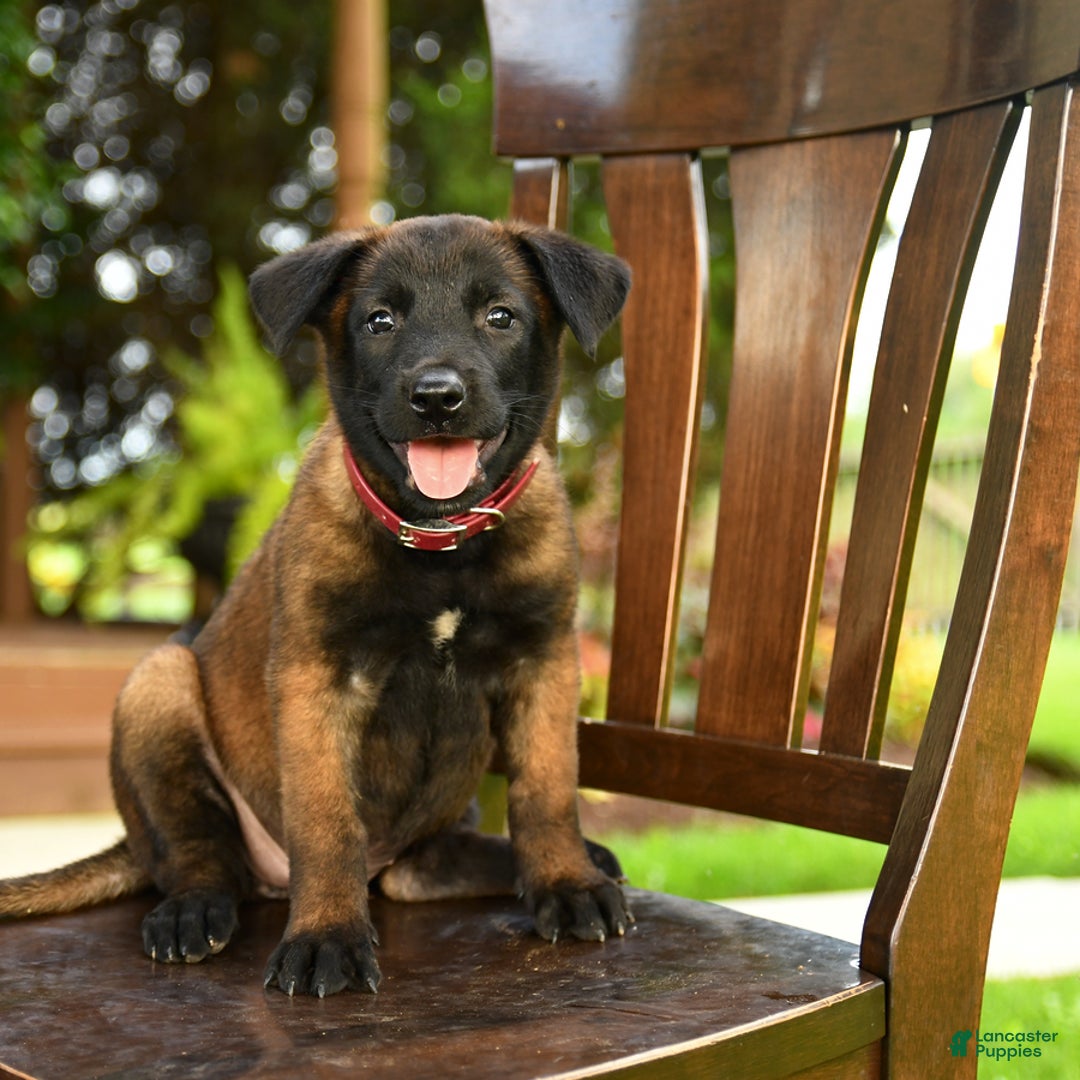 Belgian Malinois dogs for sale: Amber - Image 2