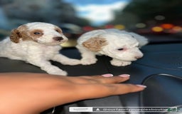 Miniature Poodle dogs for sale: Teddy Riley - Image 3