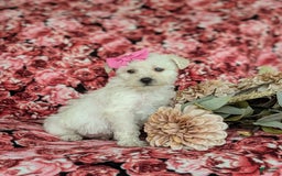 Morkie dogs for sale: Zahara Hypoallergenic - Image 1
