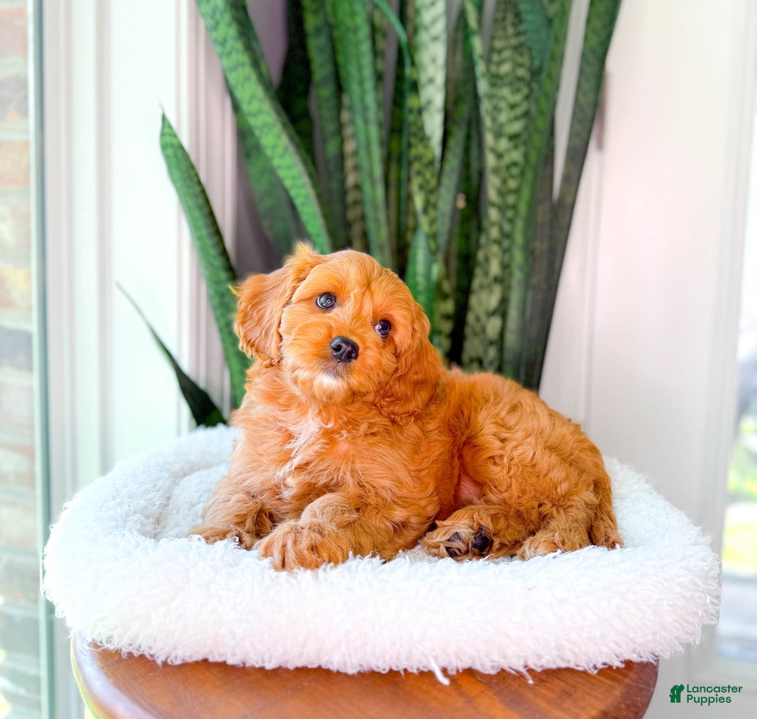 Cavapoo dogs for sale: Ivory - Image 5
