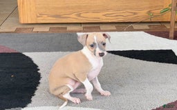 Italian Greyhound dogs for sale: Trina - Image 9