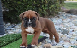 Boxer dogs for sale: Ashley - Image 6