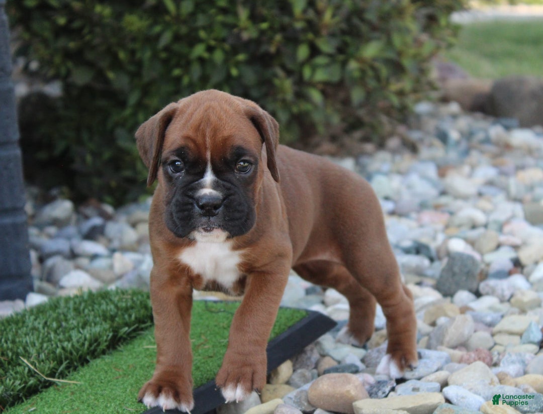 Boxer dogs for sale: Ashley - Image 6