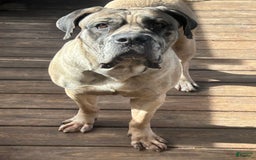 Cane Corso dogs for sale: Mandisa - Image 20