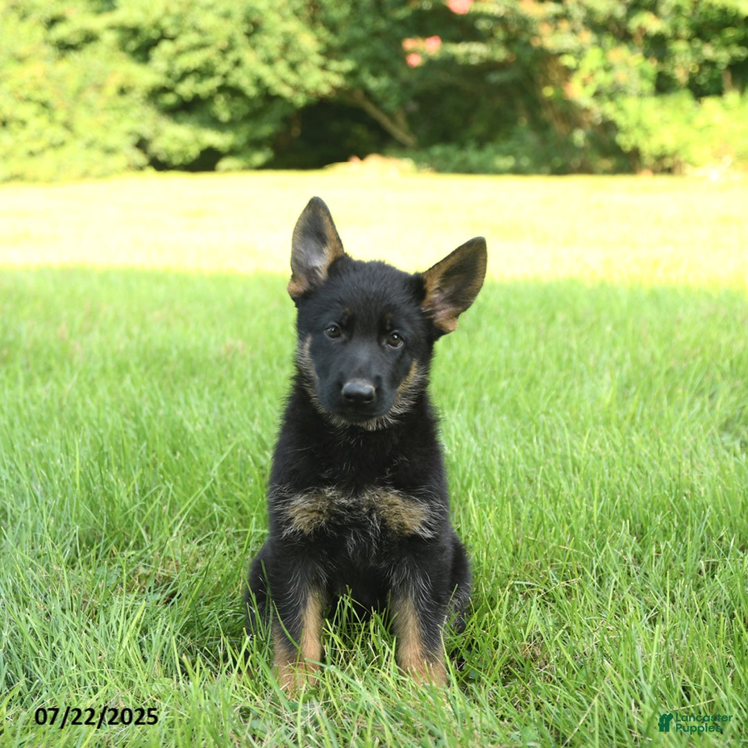 German Shepherd dogs for sale: Havannah - Image 3