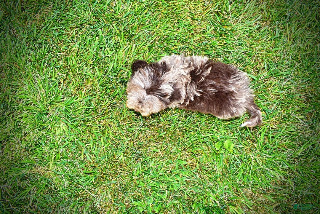 Havapoo dogs for sale: Dixie - Image 13