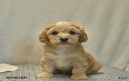 Cavapoo dogs for sale: Dakota - Image 5