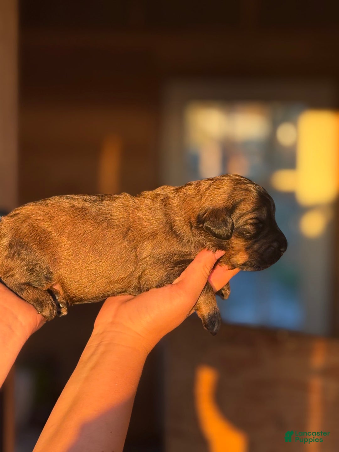 Aussiedoodle dogs for sale: Brooks - Image 3