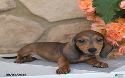 Miniature Dachshund dogs for sale: Sofia - Image 2