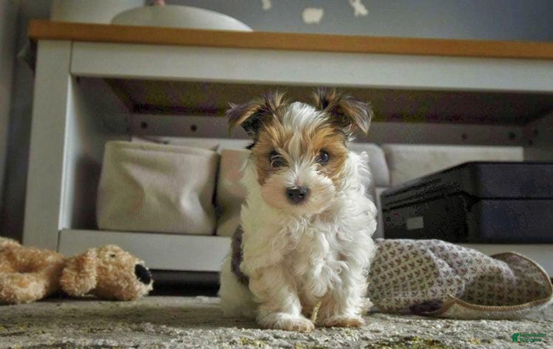 Yorkshire Terrier dogs for sale: Beanie - Image 2