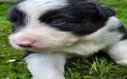 Border Collie dogs for sale: Bandit - Image 3